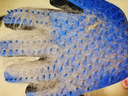 猫狗梳子
