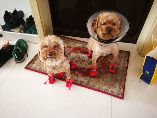狗狗鞋
