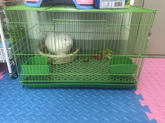 兔笼子
