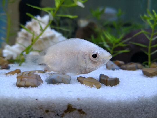 鱼缸底沙