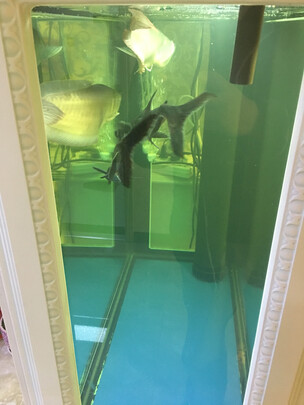 鱼缸净水剂