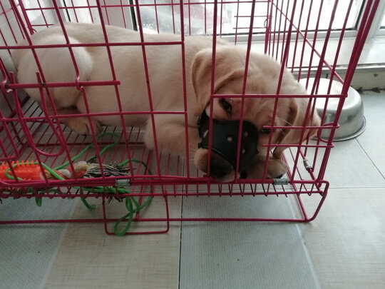 狗狗嘴套