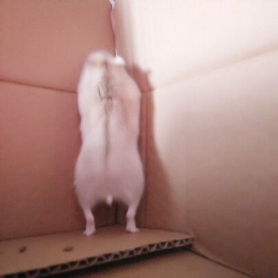 猫项圈