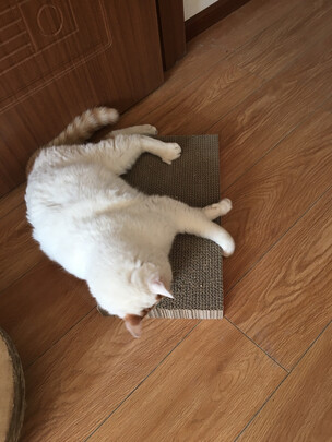 猫抓板