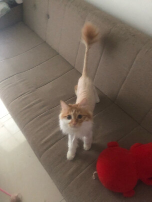 狗狗电推剪