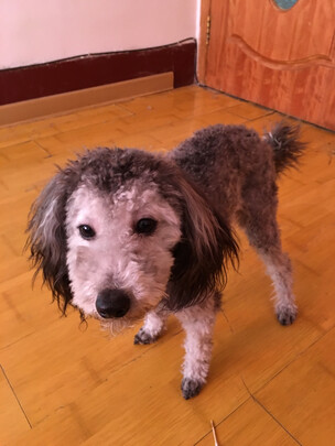  狗狗电推剪