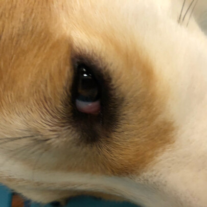 宠物纸尿裤