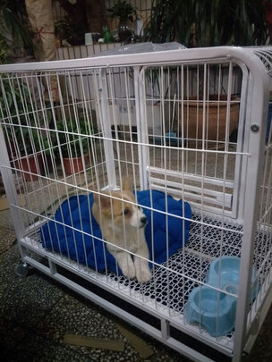  狗笼