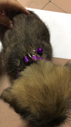 猫项圈