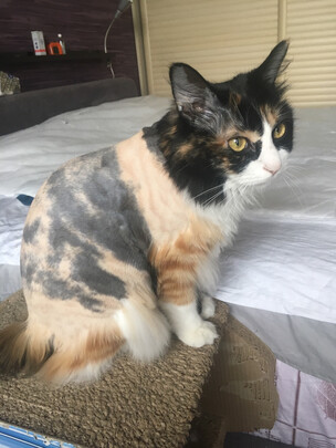  狗狗电推剪