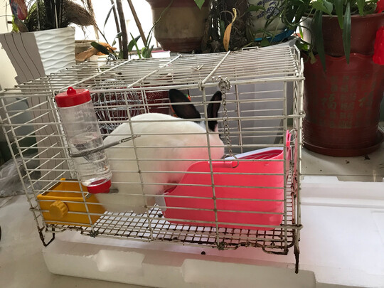 兔粮