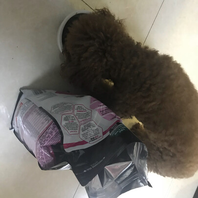 狗粮