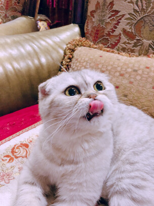 猫条猫零食