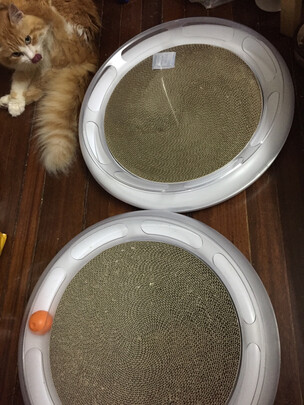 猫窝