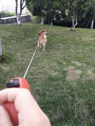 狗绳