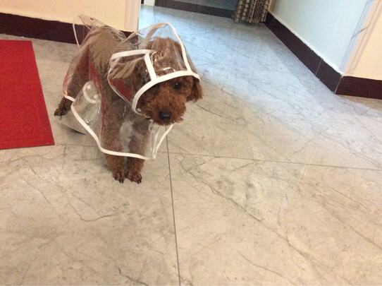 狗狗雨衣