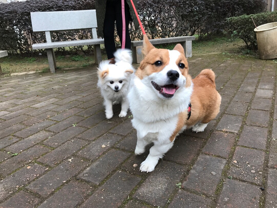 狗粮