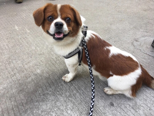 狗狗牵引绳