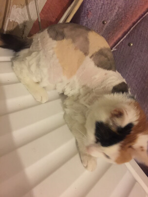  狗狗电推剪