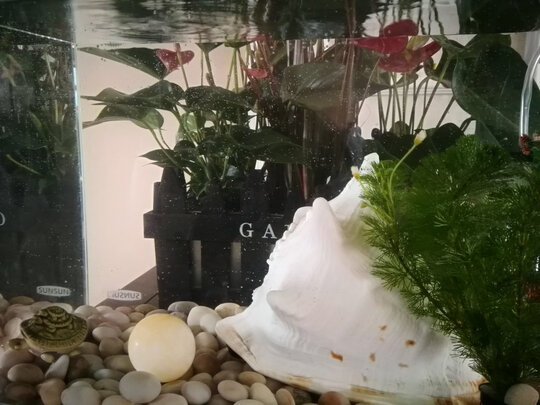 桌面鱼缸