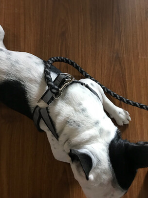 狗狗牵引绳