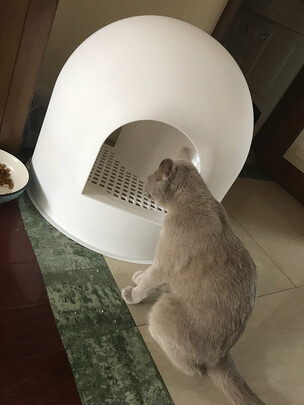 猫砂盆
