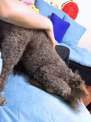 狗狗鞋
