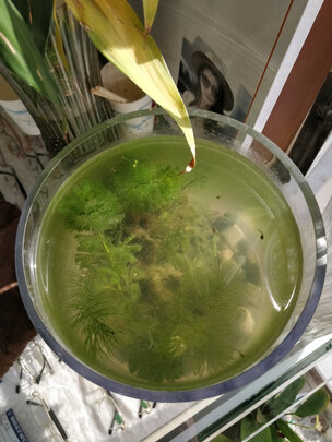 鱼缸硝化细菌