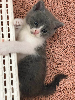 猫砂盆