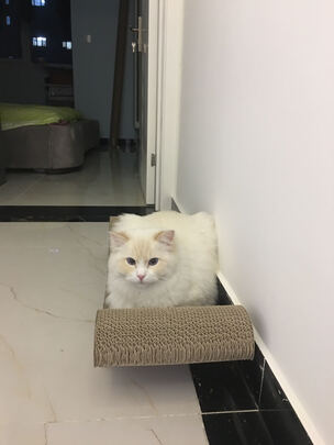 猫抓板