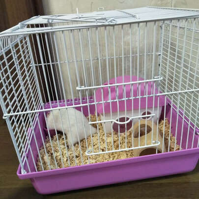 仓鼠跑轮