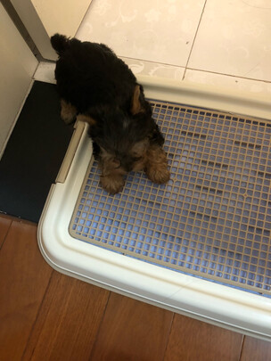 狗厕所