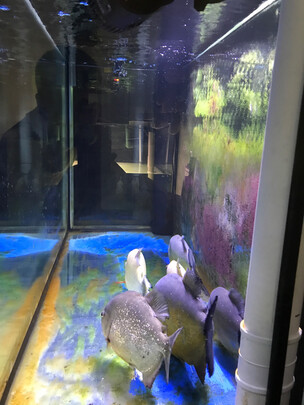 鱼缸水质稳定剂