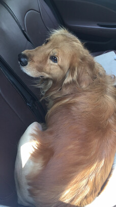 狗狗嘴套