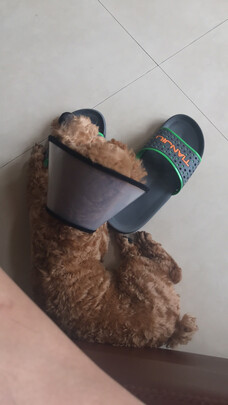 猫项圈