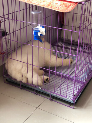 宠物纸尿裤