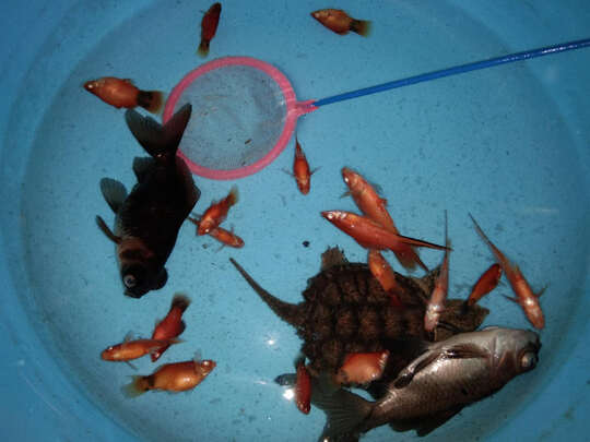 鱼缸净水剂