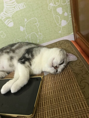 猫砂盆