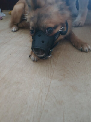 狗狗嘴套