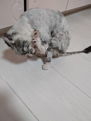  狗狗电推剪