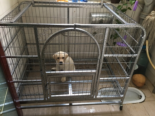 狗笼