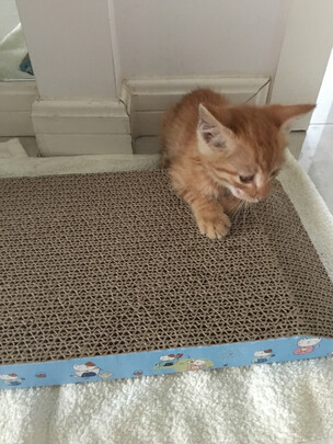 猫抓板