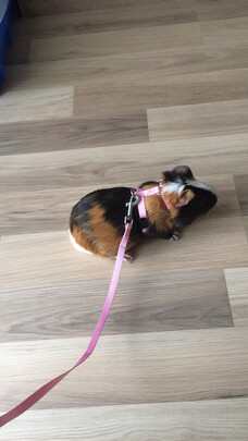 兔子牵引带