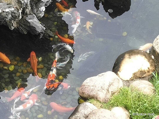 鱼缸水质稳定剂