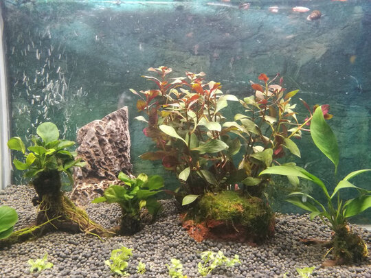 水草泥
