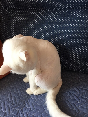狗狗电推剪