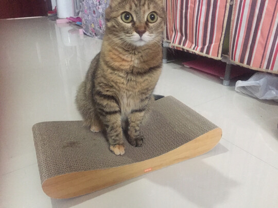 猫抓板