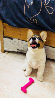 狗粮