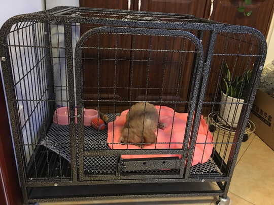 狗笼