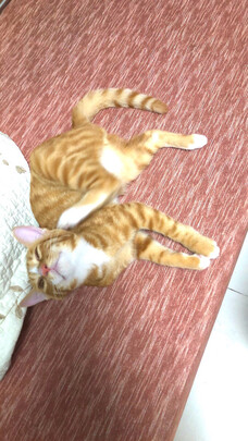 豆腐猫砂